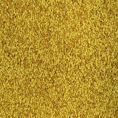 Golden Sunshine Thirds